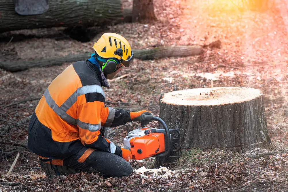 best way to kill a tree stump